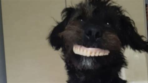 El Perro Que Se Robó La Dentadura De Su Dueña Se Convierte En Una