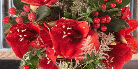 Top 6 Traditional Christmas Flowers And Plants Appleyard London