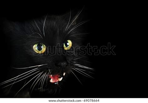 Close Portrait Angry Black Cat Stock Photo Edit Now 69078664