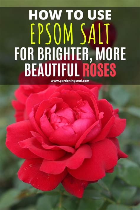 How To Use Epsom Salt For Brighter More Beautiful Roses In 2021 Rose Plant Care Planting
