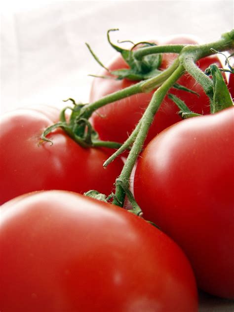 Tomatoes On The Vine 2 Free Photo Download Freeimages
