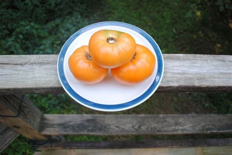 Barnes Mountain Orange Tomato Certified Organic Seeds Tomatoes
