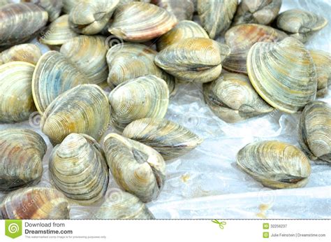 Cherrystone Clams Royalty Free Stock Photography Image 32256237