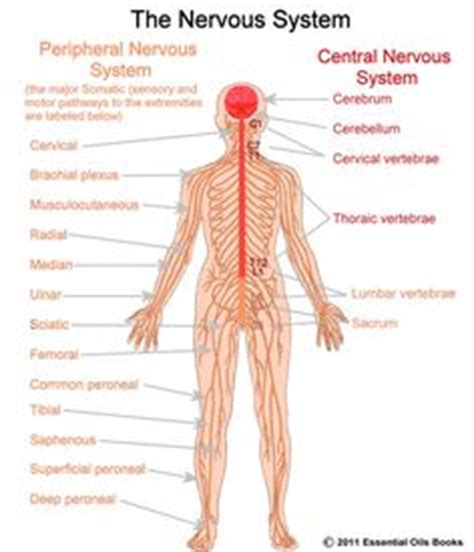 The nervous system consists of the central and the peripheral nervous system. Brain Nervous System Herniated disc between S1 and L5 ...