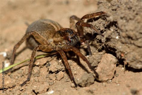 Trochosa Ruricola Wolf Spider Showing Eyes And Fangs A Female Spider