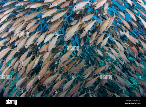 Yellowfin Goatfish Mulloidichthys Vanicolensis Hawaii Stock Photo Alamy