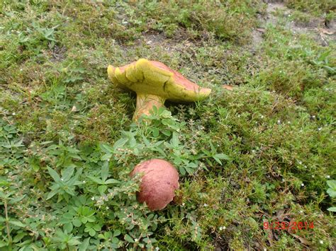 Strange Redbrowngreen Mushroom Florida Identifying