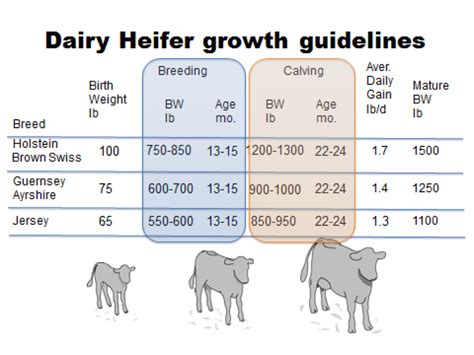 Heifer Raising The Bullvine The Dairy Information You Want To Know