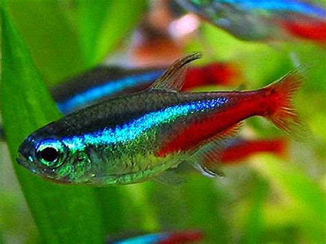 JOE'S AQUAWORLD FOR EXOTIC FISHES MUMBAI INDIA 9833898901: Jumbo neon