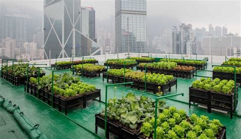Tss Exclusive Urban Vertical Farming The Future Is City Raised Food