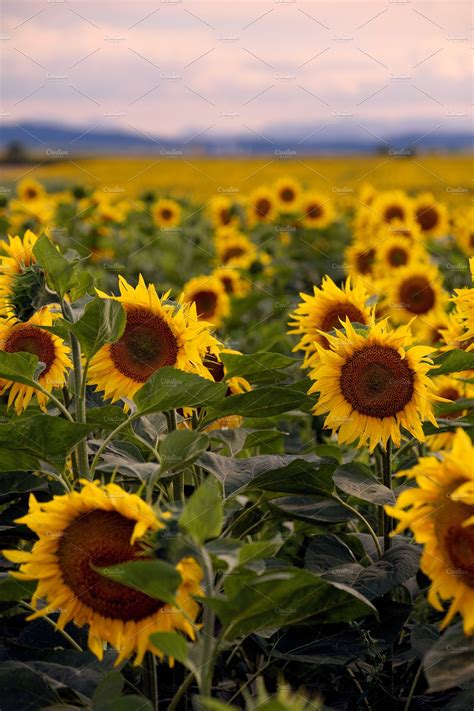 Beautiful Sunflowers High Quality Nature Stock Photos ~ Creative Market