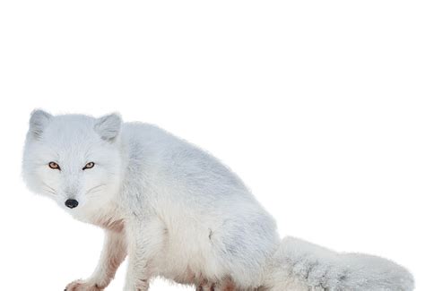 White Fox Png Transparent Image Png Arts
