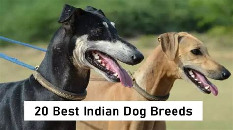 20 Best Indian Dog Breeds You Should Know About