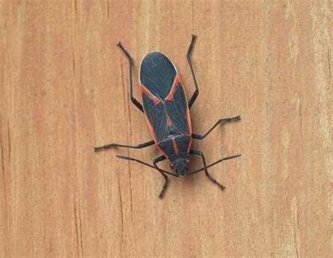 5 Things To Know And Do About Box Elder Bugs