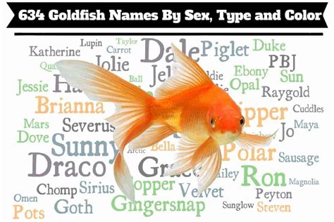 150 Goldfish Names Ideas For Unique Cute And Funny Fish Hepper