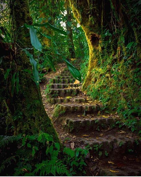 Welcome To The Jungle Monteverde Cloud Forest Reserve Via Jjdphoto