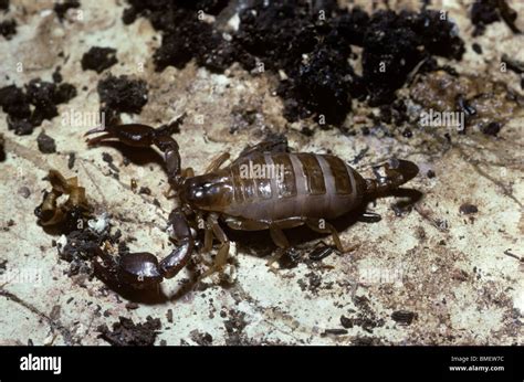 Scorpion Euscorpius Carpathicus Highly Pregnant Female Greece Stock