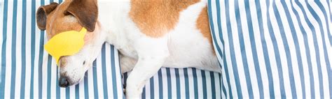 How Much Do Dogs Sleep Learn All About Fidos Sleep Patterns