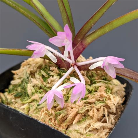 Vanda Nana Syn Ascocentrum Pusillum Orchidweb