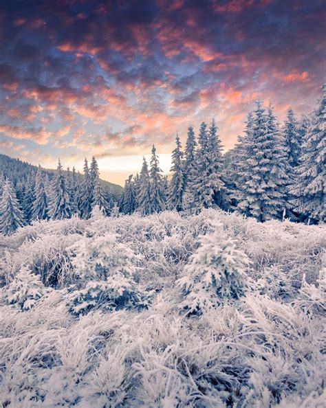 Dramatic Winter Sunrise In Carpathian Mountains With Snow Covered Grass