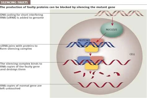 Gene Therapy For The Treatment Of Huntingtons Disease