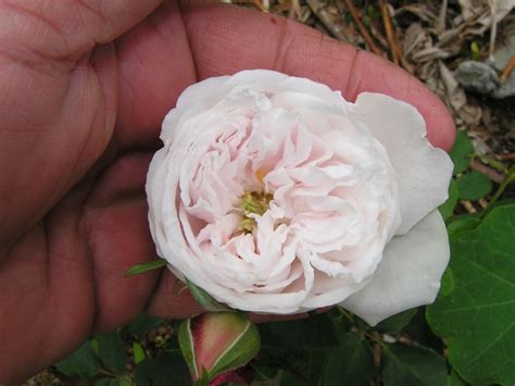 rosegasms florida rose growing myths