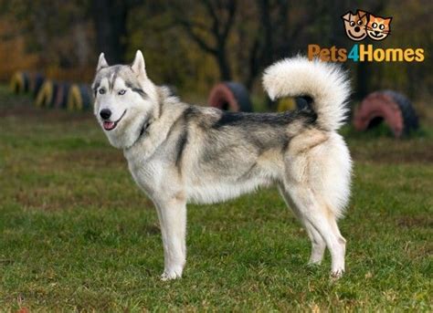 Siberian Husky Dog Breed Information Facts Photos Care Pets4homes