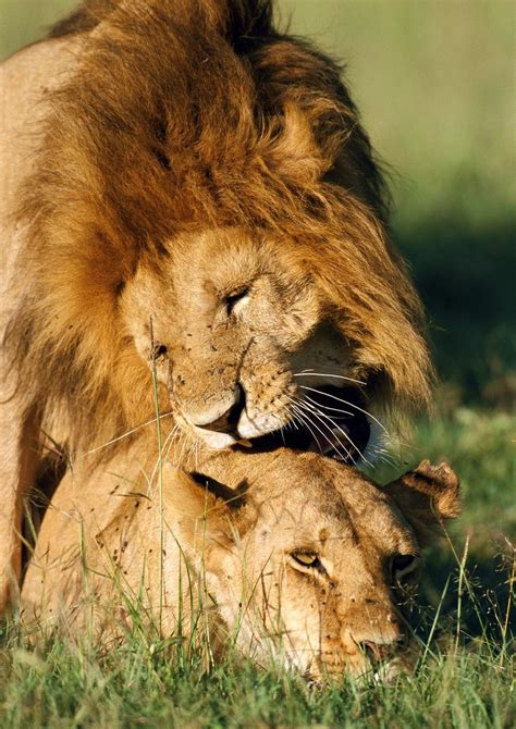 Lions Mating Display Full Image