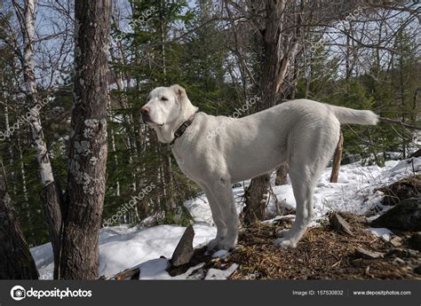Реакция алабая на канадского волка. Alabai Dog - Central Asian Shepherd Dog Wikipedia ...