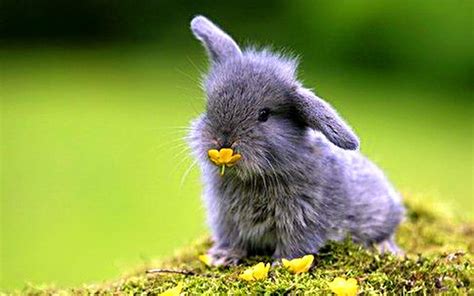 Cute Bunny Wallpapers 68 Images