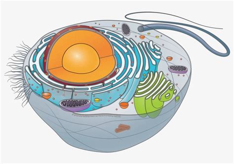 Unlabeled Eukaryotic Animal Cell