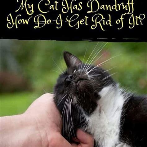 How do I get rid of dandruff on my cat? - DIY Seattle