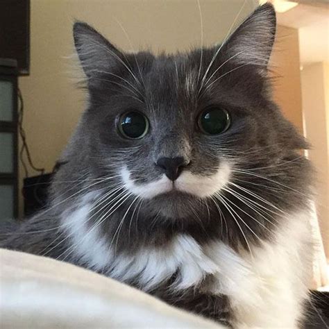 5 Instagram Cats Wearing Mustaches For Movember Cattime Cute