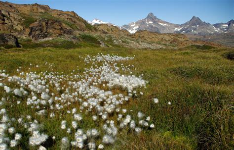 Cotton Grass And Mountains Greenland Arctic Travel Pictures