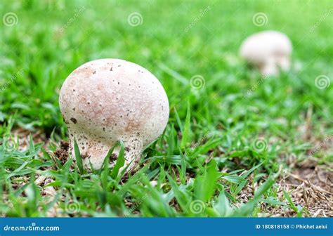 White Poisonous Mushrooms Grow Well In The Lawn During The Rainy Season