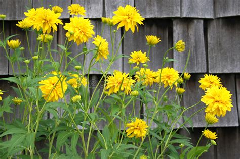 From yellow perennials to yellow annuals, check out our top picks for yellow flowering are you more interested in planting some of the best annual flowers? Yellow Perennial Royalty Free Stock Images - Image: 1062589