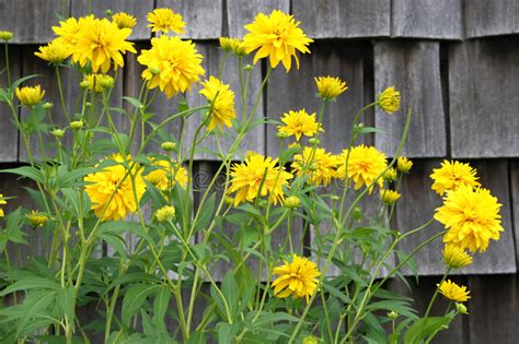 Maybe you would like to learn more about one of these? Yellow Perennial Royalty Free Stock Images - Image: 1062589