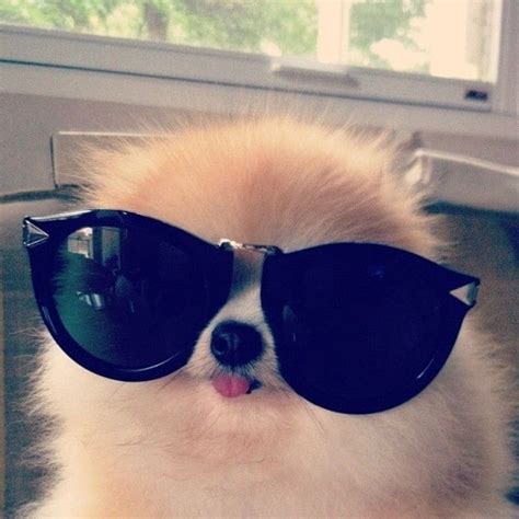 40 Funny And Cute Pictures Of Animals Wearing Glasses