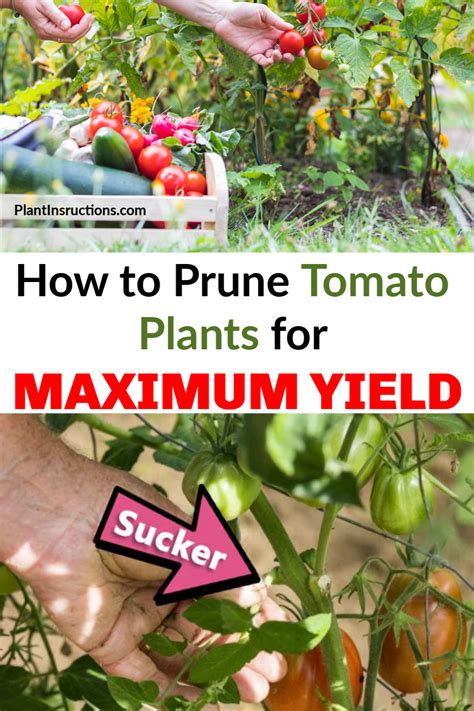 How To Prune Tomato Plants For Maximum Yield Tomato Pruning Tomato