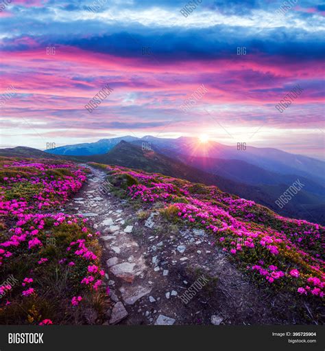Rhododendron Flowers Image And Photo Free Trial Bigstock