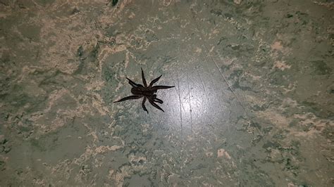 How are bugs getting in my basement? Unidentified spider in Red Deer, Alberta Canada