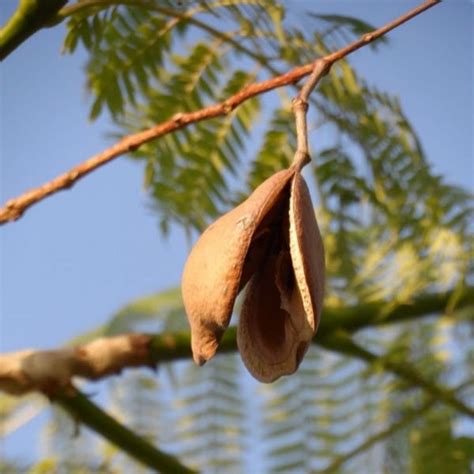 Caroba Jacarandá Mimoso Sementes Caiçara