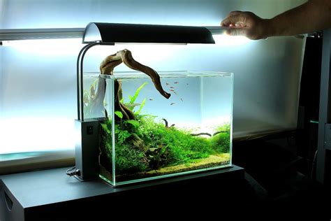 Pakne kenzho diy skyscraper paludarium with moss waterfall 15:46 #61 cara setting bonsai jual aquascape full set aquarium 40 cm dengan harga rp550.000 dari toko online shadetrees, jakarta selatan. 20 L Nano Aquarium | Nano-aquarium, Nano cube
