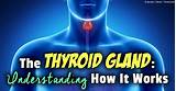 Can Thyroid Medication Make You Tired Pictures