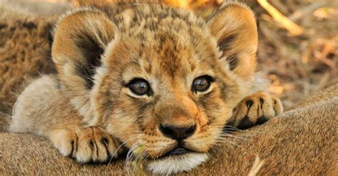 Leones Bebés Imágenes Y Datos De Los Cachorros De León Nature