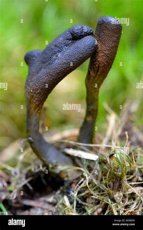 Dead Mans Fingers Xylaria Polymorpha Stock Photo Alamy