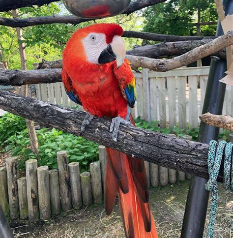 Cute Scarlet Macaws For Sale Terrys Parrot Farm