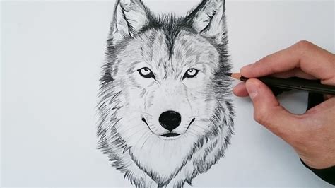 Aprende Cómo Dibujar Un Lobo Realista Explicado Paso A Paso 🐺 Youtube
