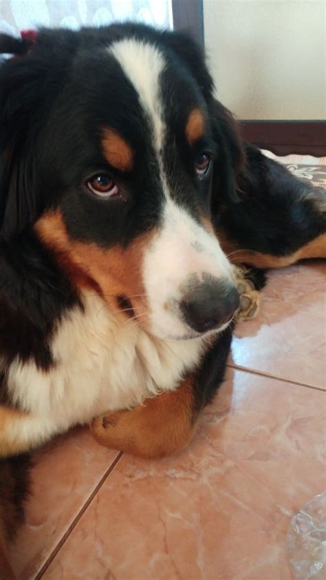 Bernese Short Haired Mountain Dog Best Hairstyles For