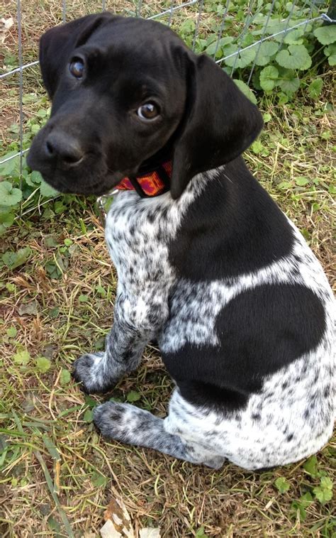 Cute German Shorthair Puppies Dogs Dogs Puppies Pointer Puppies